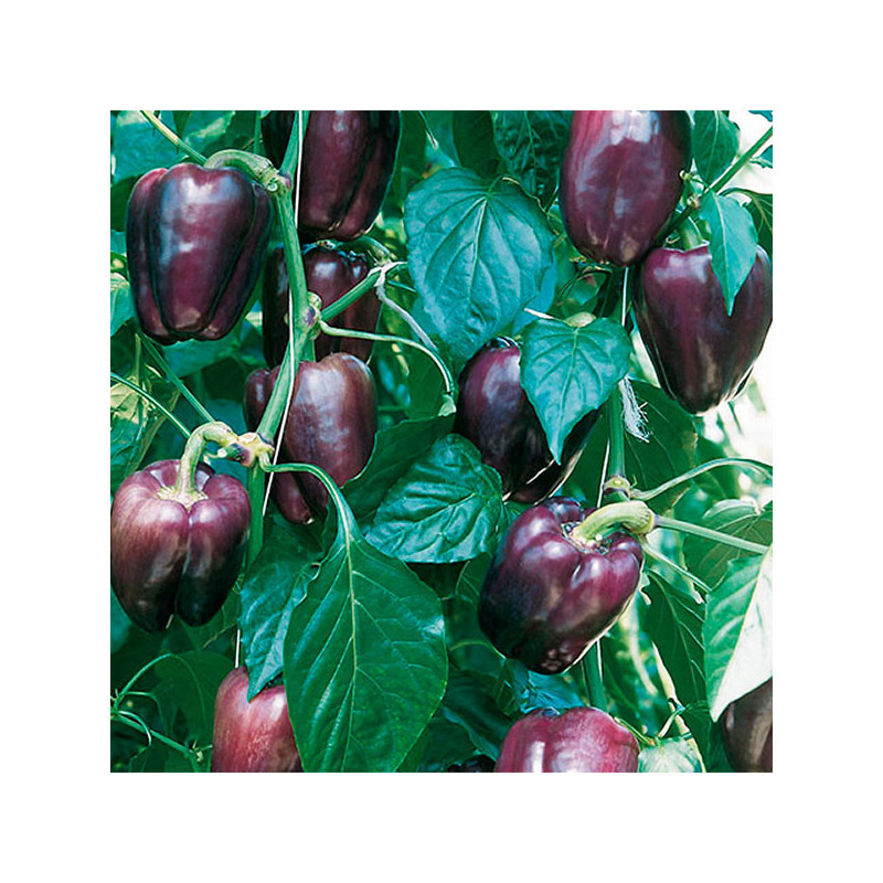 Pimiento Tequila 1000semillas, Semillas de pimiento Blocky Morado, Enza Zaden 238.983051 Pimiento Tequila 1000semillas, Semilla Pimiento Tequila 1000semillas, Semillas de pimiento Blocky Morado, Enza Zaden 238.983051 Pimiento Tequila 1000semillas, Semilla