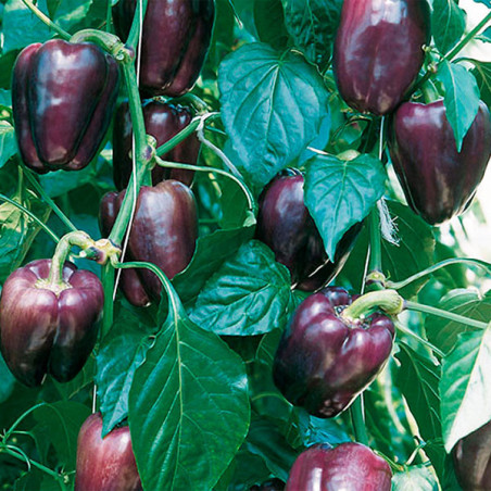  Pimiento Tequila 1000semillas, Semillas de pimiento Blocky Morado, Enza Zaden 238.983051 Pimiento Tequila 1000semillas, Semilla