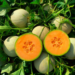 Melon Kapaz 5000semillas, Semillas de melon Cantaloupe, Enza Zaden