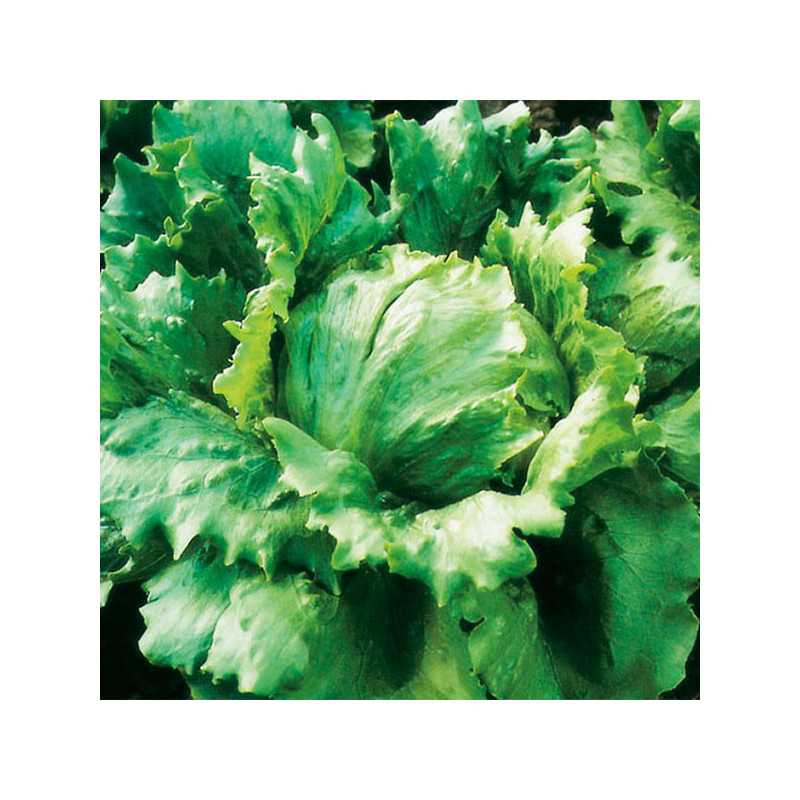  Lechuga Great Lakes 659 500gr, Semilla Lechuga Variedad 172.881356 Lechuga Great Lakes 659 500gr, Semilla Lechuga Variedad
Vari