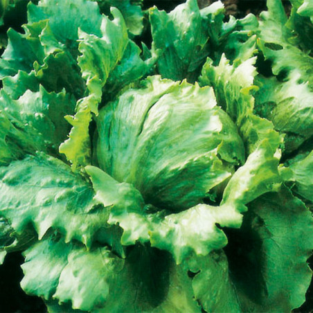  Lechuga Great Lakes 659 500gr, Semilla Lechuga Variedad 172.881356 Lechuga Great Lakes 659 500gr, Semilla Lechuga Variedad
Vari