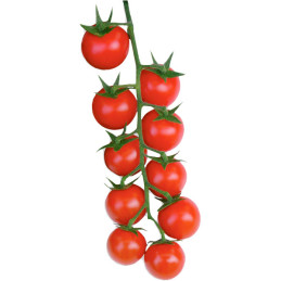 Gylia F1 1000Semillas, Semillas de Tomate Cherry Rojo