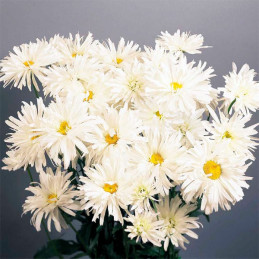 Margarita 5gr, Semilla Chrysanthemum Crazy Daisy Double- Blanco Bienal, Flor Corte, Graines Voltz