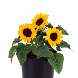 Girasol 500Semillas, Semilla Girasol Sunflower Miss Sunshine Anual, Maceta, Ball Seed
