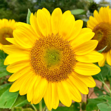 Girasol 1000Semillas, Semilla Girasol Sunflower Sunrich Lime Anual, Flor Corte, Takii