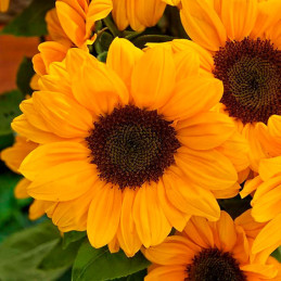  Girasol 10000Semillas Girasol Vincents Choice Anual Flor Corte Sakata Ball Seeds 1250 Girasol 10000Semillas Girasol Vincents Ch