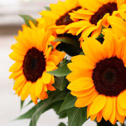  Girasol 10000Semillas Girasol Vincents Choice Anual Flor Corte Sakata Ball Seeds 1250 Girasol 10000Semillas Girasol Vincents Ch