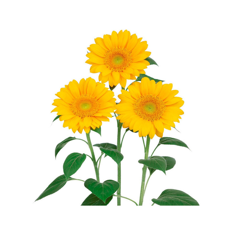 Girasol 1000Semillas Girasol Vincents Fresh Anual Flor Corte Sakata 163 Girasol 1000Semillas Girasol Vincents Fresh Anual Flor Girasol 1000Semillas Girasol Vincents Fresh Anual Flor Corte Sakata 163 Girasol 1000Semillas Girasol Vincents Fresh Anual Flor