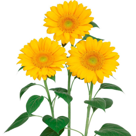  Girasol 1000Semillas Girasol Vincents Fresh Anual Flor Corte Sakata 163 Girasol 1000Semillas Girasol Vincents Fresh Anual Flor 