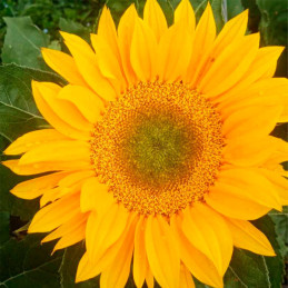  Girasol 1000Semillas Girasol Vincents Fresh Anual Flor Corte Sakata 163 Girasol 1000Semillas Girasol Vincents Fresh Anual Flor 