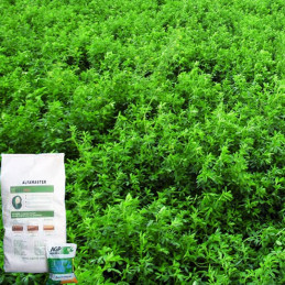 Alfalfa Alfamaster 1Kg, Semillas de alfalfa siembra costa y sierra, AGP