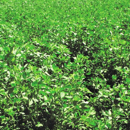 Alfalfa Andina 6 1Kg, Semillas de alfalfa dormancia intermedia, AGP