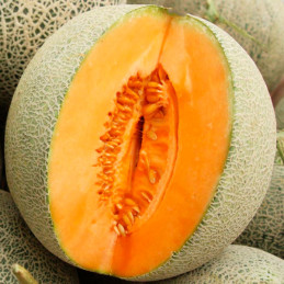Melon Hales Best Jumbo 500gr, Semillas de Melon Variedad, Bonanza