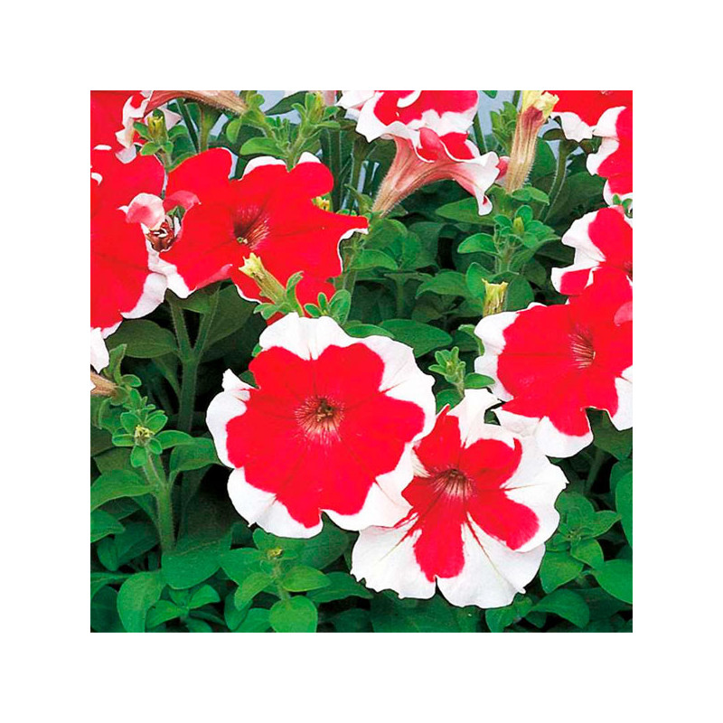  Petunia 1000Semillas, Semillas Petunia Hulahhop Red PLT, Flor Maceta, Sakata Ball Seed 68.644068 Petunia 1000Semillas, Semillas