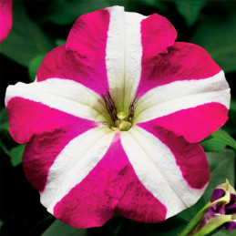 Petunia 1000Semillas, Semillas Petunia multiflora Hurrah Rose Star, Flor Maceta, Syngenta
