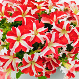Petunia 1000Semillas, Semillas Petunia grandiflora Success 360 Red Star, Flor Maceta, Benary