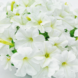 Petunia 1000Semillas, Semillas Petunia grandiflora Success 360 White PLT, Flor Maceta, Benary