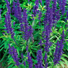 Salvia 1000Semillas, Semillas Salvia Farinacea Victoria Blue, Flor Maceta, Benary