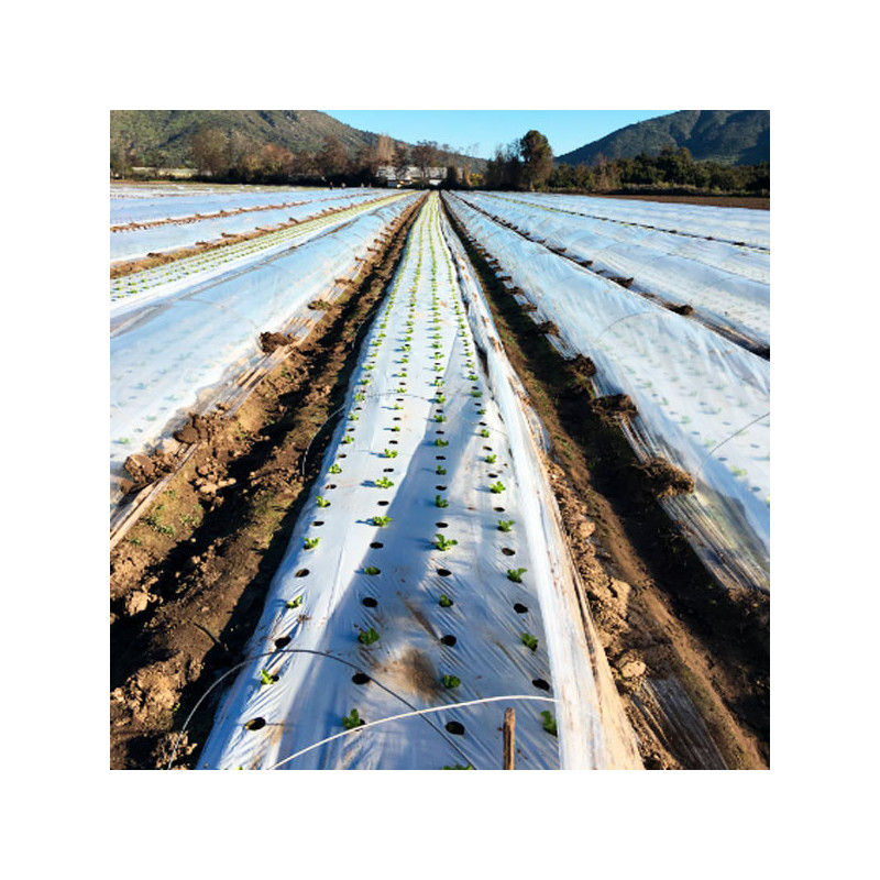 Plastico Mulch Agricola Bicapa BL/NE 1.40 x 1000M 40Micras, Solplast 1338.135593 Plastico Mulch Agricola Bicapa BL/NE 1.40 x 10 Plastico Mulch Agricola Bicapa BL/NE 1.40 x 1000M 40Micras, Solplast 1338.135593 Plastico Mulch Agricola Bicapa BL/NE 1.40 x 10