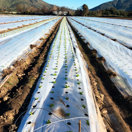  Plastico Mulch Agricola Bicapa BL/NE 1.40 x 1000M 40Micras, Solplast 1338.135593 Plastico Mulch Agricola Bicapa BL/NE 1.40 x 10