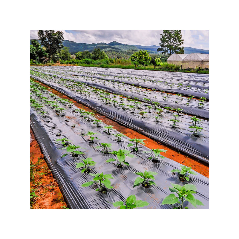  Plastico Mulch Agricola Bicapa NE/NE 1.20 x 1000M 25Micras, Solplast 664.40678 Plastico Mulch Agricola Bicapa NE/NE 1.20 x 1000