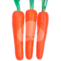 Zanahoria Kuroda 500gr, Semillas de Zanahoria, Takii