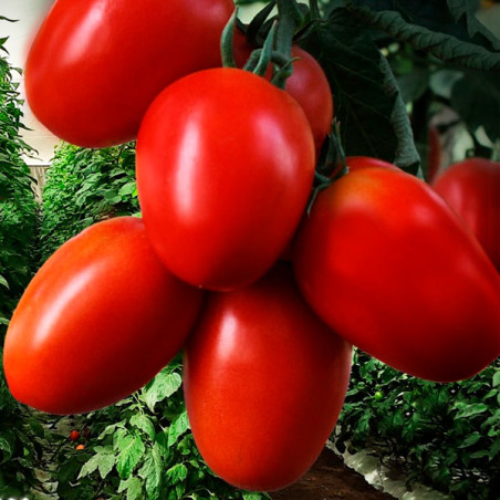 Tomate Pipa 1000Semillas, Semillas de Tomate Hibrido F1, HM Clause