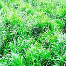 Wanka Grass 25Kg, Semillas Ryegrass Mezcla Pastos Forrajeros Climas Frios Altoandinos, AGP