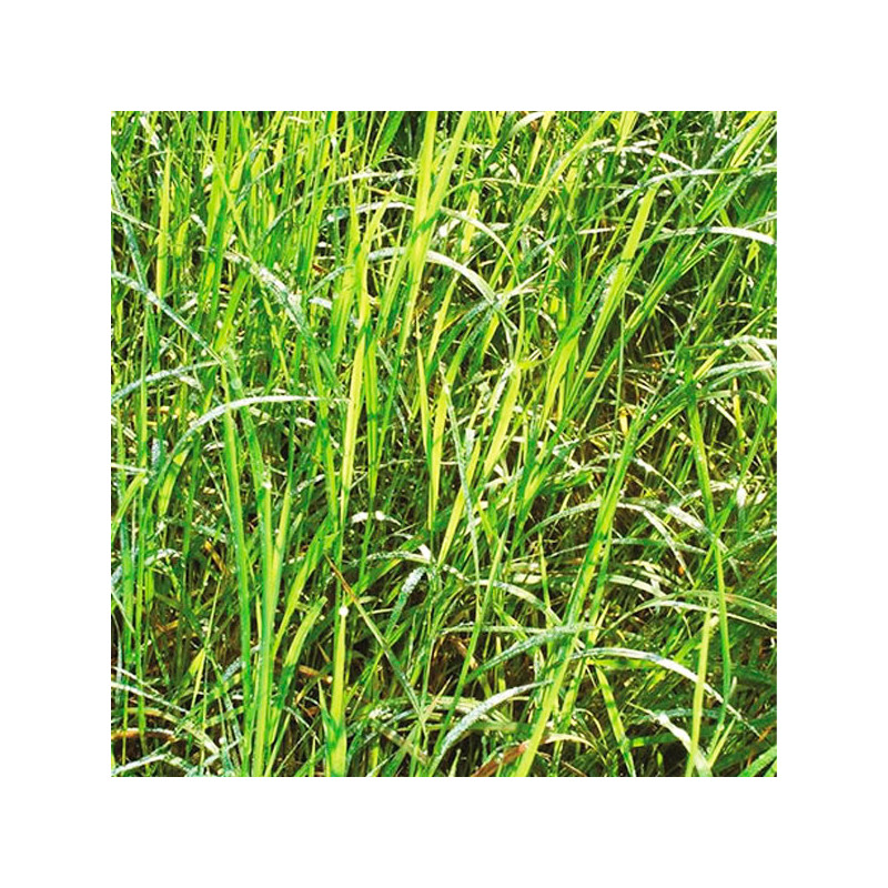 Brachiaria Decumbens 20Kg, Semilla de Brachiaria, Pasto Tropical, Perenne, AGP 1016.949153 Brachiaria Decumbens 20Kg, Semilla d