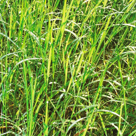  Brachiaria Decumbens 20Kg, Semilla de Brachiaria, Pasto Tropical, Perenne, AGP 1016.949153 Brachiaria Decumbens 20Kg, Semilla d