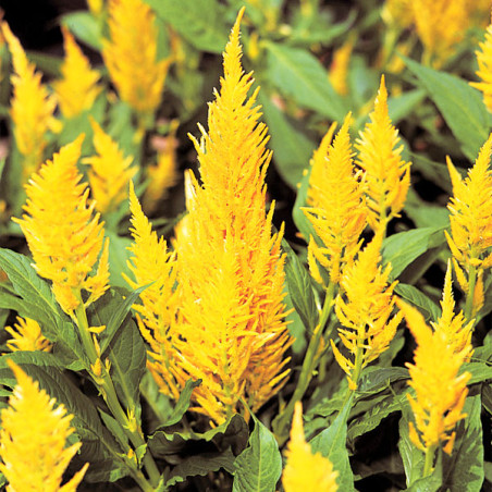Celosia 1000 Semillas, Celosia plumosa argentea Castle Yellow, Flor, Maceta, Takii Ball Seed