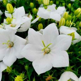 Campanula 1000 Semillas spp Rapido White PLT, Flor, Maceta, Panamerican
