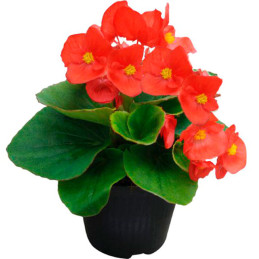 Begonia 1000 Semillas semperfloren Super Cool Red PLT, Flor, Maceta, Benary