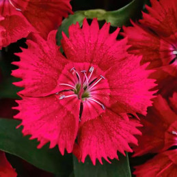 Clavel 1000 Semillas Dianthus barbatus Ideal Select Red PLT, Flor, Maceta, Panamerican Ball Seed