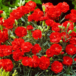 Clavel 100 Semillas Dianthus caryophyllus Carnation Can Can Scarlet, Flor, Maceta, Sakata Ball Seed