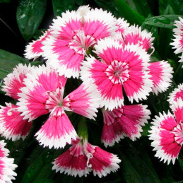 Clavel 1000 Semillas Dianthus chinensis Floral Lace Picotee PLT, Flor, Maceta, Panamerican Ball Seed