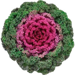 Col Ornamental 1000 Semillas Brassica oleracea Flower Kale Kamone Red, Flor, Maceta, Takii Ball Seed