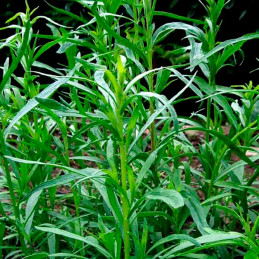 Estragon 5000 Semillas Artemisia dracunculus Tarragon Russian, Hierba Aromatica, Ball Seed