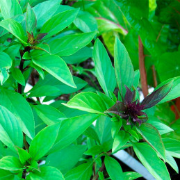 Albahaca Tailandesa 1000 Semillas Ocimum basilicum Basil Thai, Hierba Aromatica, Ball Seed