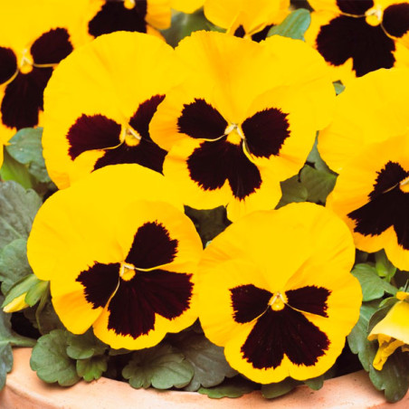 Pensamiento 1000 Semillas Viola wittrockiana Pansy Matrix Yellow Blotch, Flor, Maceta, Panamerican