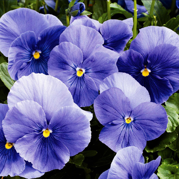 Pensamiento 1000 Semillas Viola wittrockiana Pansy Matrix True Blue, Flor, Maceta, Panamerican