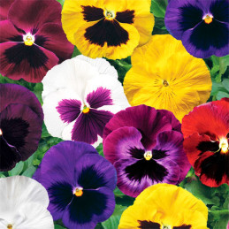 Pensamiento 1000 Semillas Viola cornuta Pansy Colossus All Colors Mix, Flor, Maceta, Syngenta