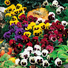 Pensamiento 1000 Semillas Viola cornuta Pansy Colossus All Colors Mix, Flor, Maceta, Syngenta