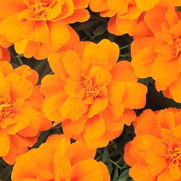 Marigold 1000 Semillas Tagetes patula Durango Orange, Flor, Maceta, Panamerican