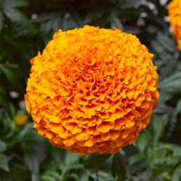 Marigold 1000 Semillas Tagetes erecta Inca II Deep Orange, Flor, Maceta, Syngenta Ball Seed