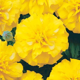 Marigold 1000 Semillas Tagetes patula Bonanza Yellow, Flor, Maceta, Panamerican Ball Seed