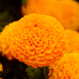 Marigold 1000 Semillas Tagetes erecta Taishan Orange, Flor, Maceta, Panamerican Ball Seed