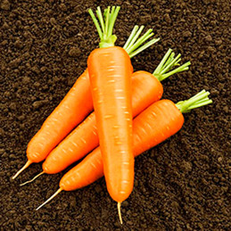 Zanahoria Olimpo 100000 semillas, Semilla de zanahoria flakkee conico, Vilmorin