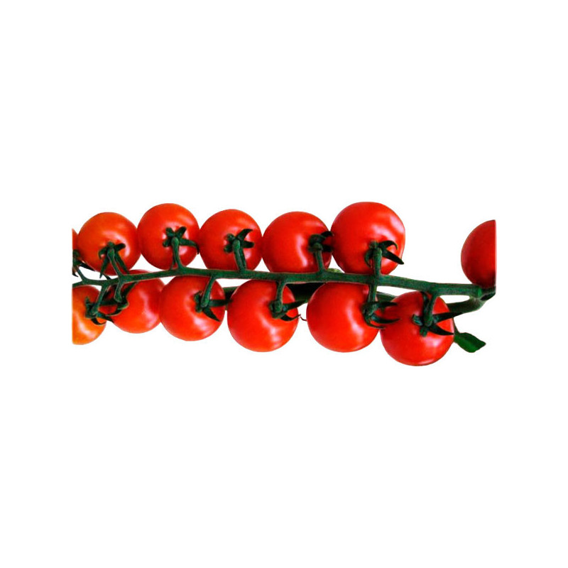 Tomate Vispo 1000 Semillas Cherry Redondo Hibrido F1 Invernadero, Cora Seeds 1423.728814 Tomate Vispo 1000 Semillas Cherry Redo Tomate Vispo 1000 Semillas Cherry Redondo Hibrido F1 Invernadero, Cora Seeds 1423.728814 Tomate Vispo 1000 Semillas Cherry Redo