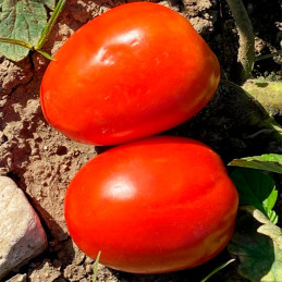 Tomate Megalotom 5000 Semillas F1 Saladette Fruto Full Flesh Pura Pulpa, Hazera